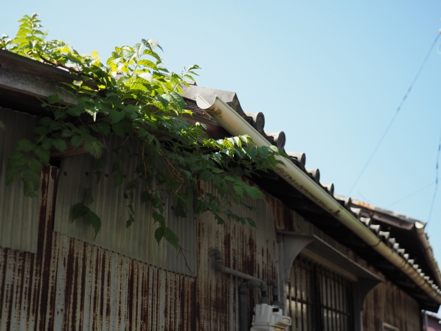 空き家の屋根に蔦が生い茂っている写真。